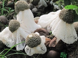 竹荪发黄还能吃吗,竹荪变黄可以吃吗