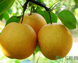 吃梨子有什么好处和坏处,梨子的好处有哪些