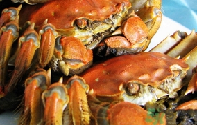 大闸蟹母蟹和公蟹的区别,大闸蟹怎么区分公蟹和母蟹