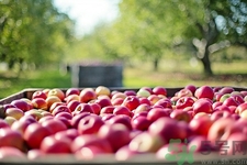 苹果有钙吗,苹果补钙的作用 苹果有钙吗,苹果补钙的作用