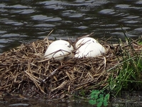 鹅蛋不能和什么一起吃和什么相克,鹅蛋怎样吃好