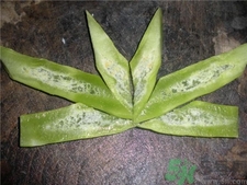 莴笋空心是什么原因,莴笋出现空心是什么原因