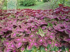 紫苏的营养价值及功效和作用,紫苏的营养价值是什么