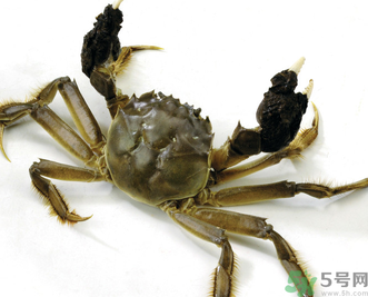 阳澄湖大闸蟹怎么保存方法,阳澄湖大闸蟹买回来应该有怎么保存 阳澄湖大闸蟹怎么保存方法,阳澄湖大闸蟹买回来应该有怎么保存