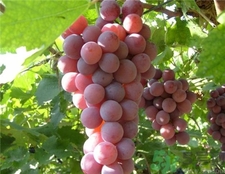 葡萄的挑选方法,葡萄的挑选