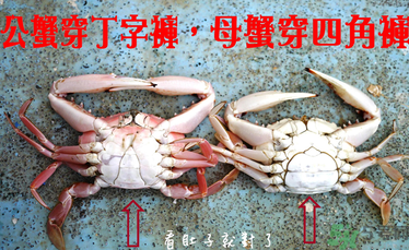 母蟹跟公蟹哪个好吃,公蟹好吃还是母蟹好吃?