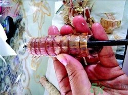 虾怎么剥皮快,皮虾怎么剥皮 虾怎么剥皮快,皮虾怎么剥皮