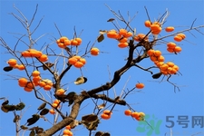 柿子的功效和作用,柿子的功效和作用禁忌