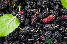 桑葚如何使用效果更好,桑葚的正确使用方法