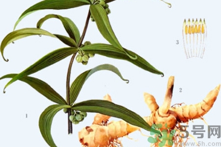 黄精的作用和功效,黄精的作用和功能主治