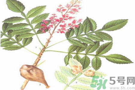 五倍子的副作用和禁忌,五倍子的功效和作用,五倍子的副作用 五倍子的副作用和禁忌,五倍子的功效和作用,五倍子的副作用