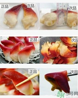 北极贝是进口的吗,中国有北极贝吗