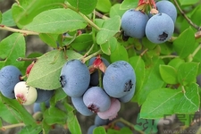 蓝莓可以怎么吃,蓝莓可以怎么吃怎么做才好吃 蓝莓可以怎么吃,蓝莓可以怎么吃怎么做才好吃