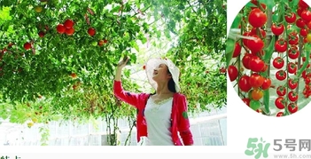 树番茄的营养价值,树番茄的营养