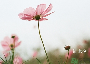 秋分吃什么水果好对身体好,秋分吃什么水果 秋分吃什么水果好对身体好,秋分吃什么水果