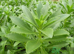 救心菜的功效和作用图片,救心菜的功效和作用和吃法和副作用