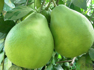 沙田柚的功效和作用及食用方法,沙田柚的功效和作用禁忌