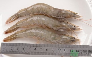 西红柿可以生吃吗?,西红柿可以生吃吗有好处吗