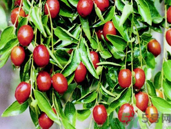 金丝枣的营养价值,金丝枣的营养价值和功效 金丝枣的营养价值,金丝枣的营养价值和功效