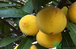 蛋黄果的功效和作用及食用禁忌,蛋黄果的功效和作用和禁忌