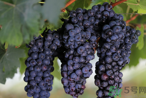 孕妇吃夏黑葡萄的好处,孕妇吃夏黑葡萄的功效和作用