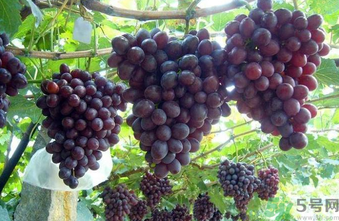 巨峰葡萄的功效,巨峰葡萄的营养价值和功效