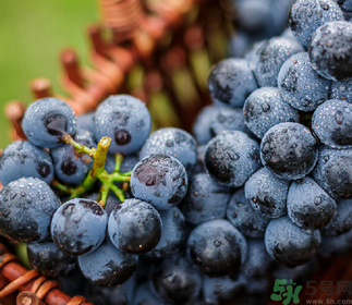 夏黑葡萄营养价值,夏黑葡萄营养价值以及功效
