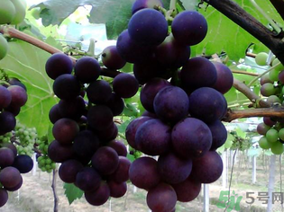 孕妇吃葡萄好吗对胎儿好吗,产妇可以吃葡萄吗