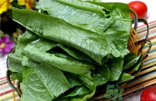 油麦菜的功效和作用禁忌,油麦菜的功效和作用及营养价值 油麦菜的功效和作用禁忌,油麦菜的功效和作用及营养价值