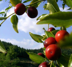 酸枣的营养价值及功效,酸枣的营养价值和药用价值