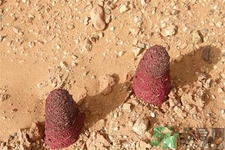 锁阳的作用和功效,锁阳的作用和功效和禁忌