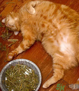 猫薄荷和薄荷的区别图片,什么是猫薄荷?猫薄荷和薄荷的区别 猫薄荷和薄荷的区别图片,什么是猫薄荷?猫薄荷和薄荷的区别