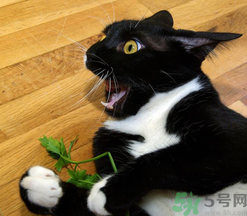 猫草和猫薄荷的区别,猫薄荷和艾草的区别 猫草和猫薄荷的区别,猫薄荷和艾草的区别