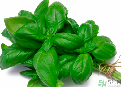 九层塔的功效和作用图片,九层塔的功效和作用及禁忌 九层塔的功效和作用图片,九层塔的功效和作用及禁忌