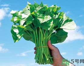 孕妇吃地瓜叶的好处,孕妇能吃地瓜叶吗