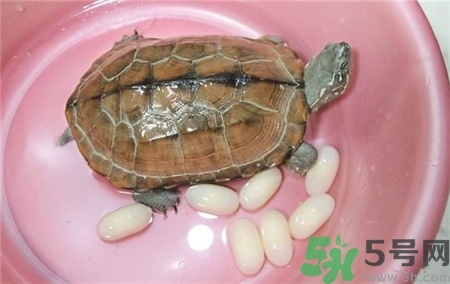 乌龟蛋的功效和作用,乌龟蛋的功效和作用及食用方法
