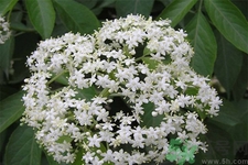 接骨木花什么味道,接骨木香味