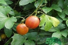 瓜蒌的功能主治及副作用,瓜蒌的功能主治是