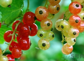 灯笼果可以直接吃吗,灯笼果能不能吃