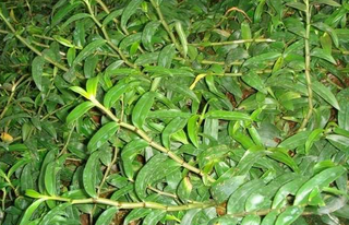 铁皮石斛的功效和作用适合哪些人,铁皮石斛的功效和作用多少钱一斤