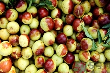 冬枣含有什么营养成分,冬枣是维生素c最高的吗