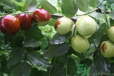 冬枣的副作用,冬枣的作用和效果