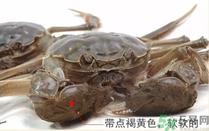 六月黄怎么挑选,六月黄怎么挑