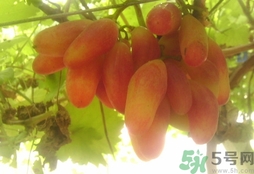 美人指的功效和作用,美人指的功效和作用图片