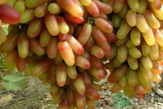 美人指是转基因葡萄吗,黑美人葡萄是不是转基因的