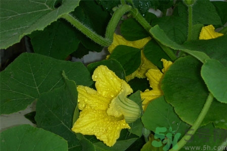 南瓜藤有什么药用价值,南瓜藤药用功效和作用