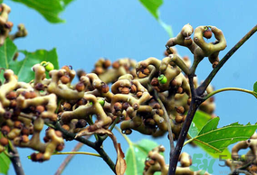 万寿果和什么一起泡酒好,万寿果和什么一起泡酒最好?