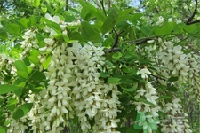 洋槐蜜的功效和作用,洋槐蜜的功效和作用点 洋槐蜜的功效和作用,洋槐蜜的功效和作用点