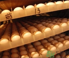 鸽子蛋怎么辨别真假,鸽蛋怎么分辨雌雄