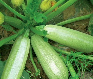 凉性食物和寒性食物的区别,食物凉性和寒性什么区别